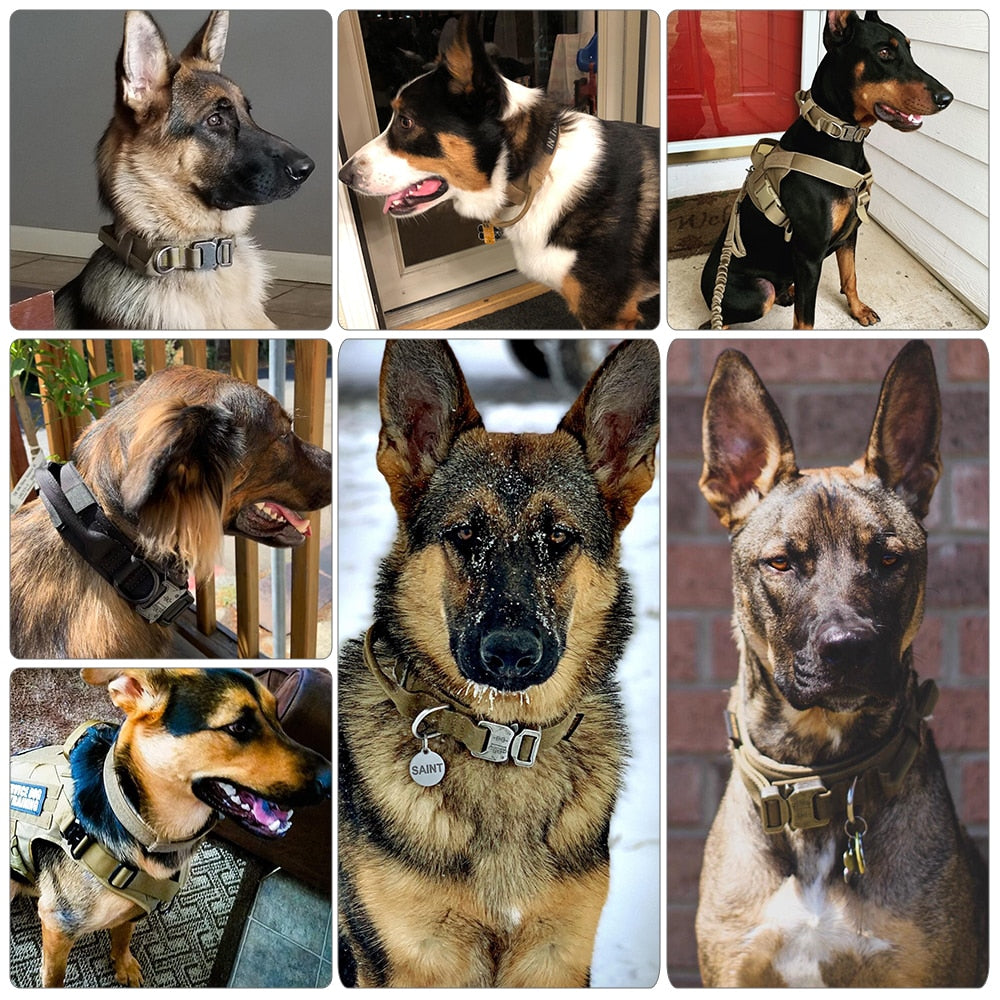 Dog Collar - Mabenir